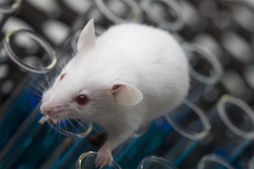 Quando sono davvero utili gli studi con i topi?